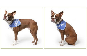 unique dog collar bandanas and accesories