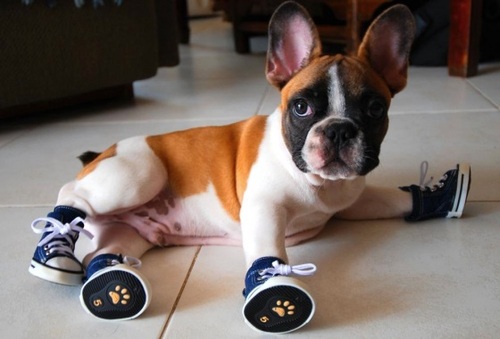 Different Environments Warrant Good Dog Shoes | Dog Bandanas