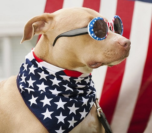 red white and blue dog bandana