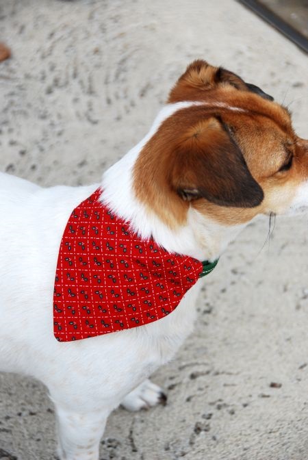 dog red bandana