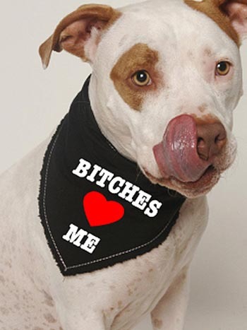 funny dog bandanas