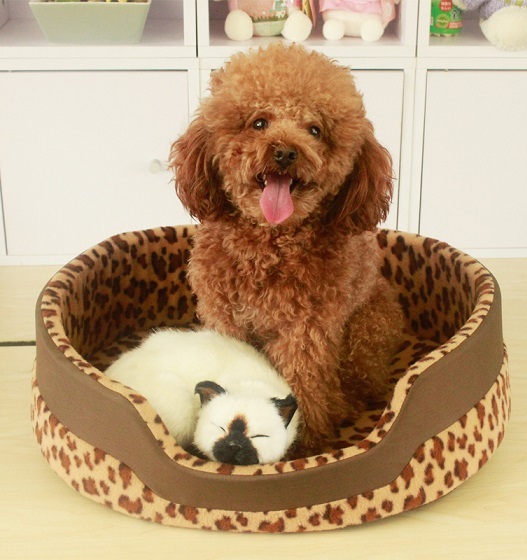 fashionable dog beds