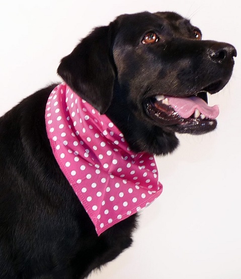 pink dog bandana