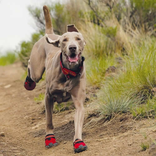 dog running shoes