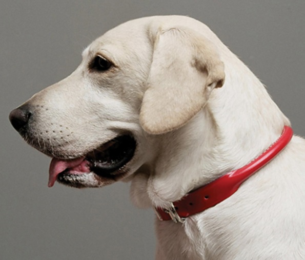 red rolled leather dog collar