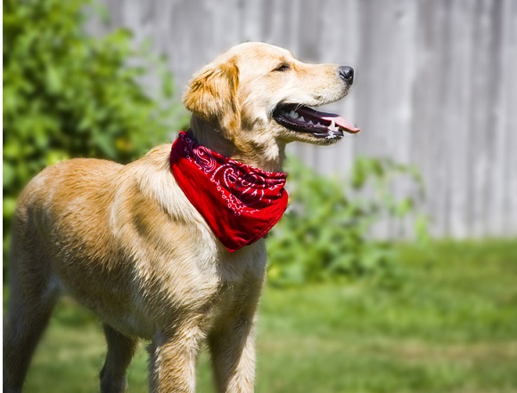 red bandana dog