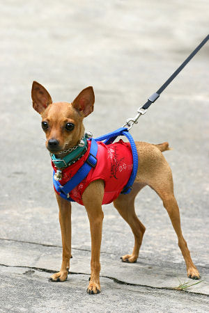 little dog bandanas