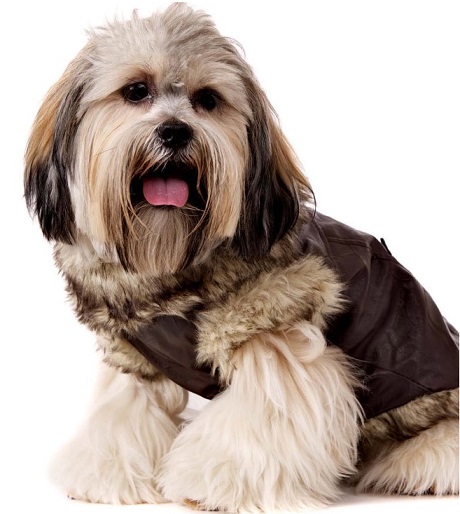 Importance Of A Dog Coat | Dog Bandanas