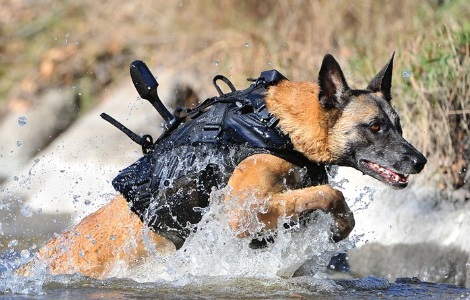 outdoor dog gear