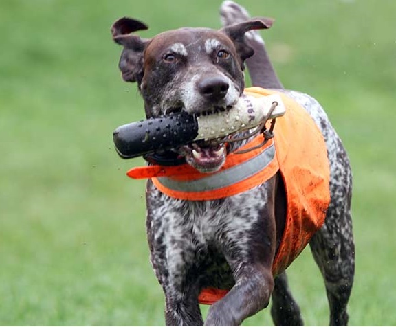 hunting dog collars