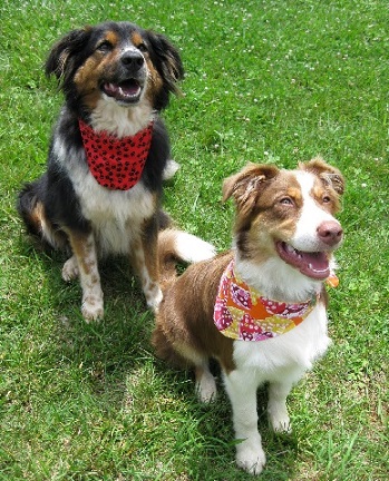 bulk buy dog bandanas